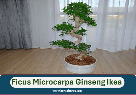 ikea bonsai care indoor.